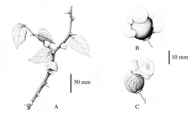 Представитель Семейства Cryptobasidiaceae